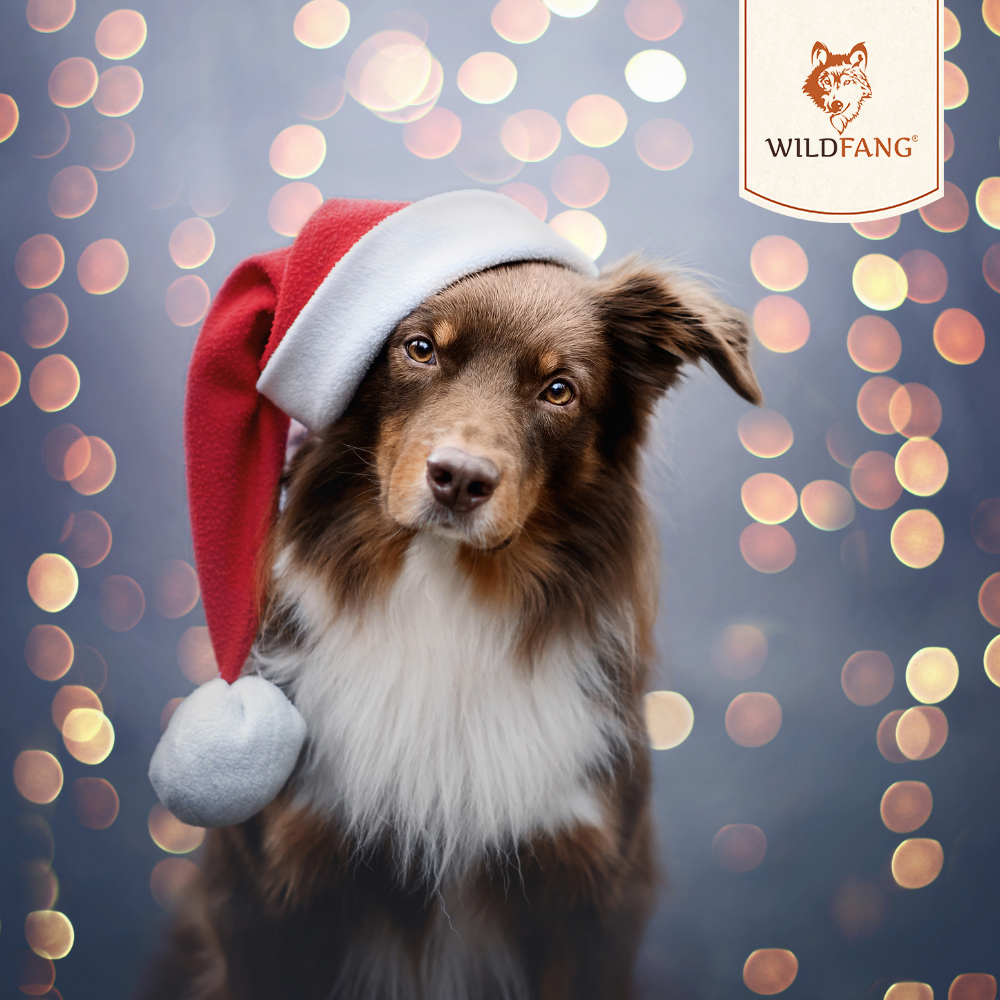 Weihnachten_Wildfang-Wildfang.pet