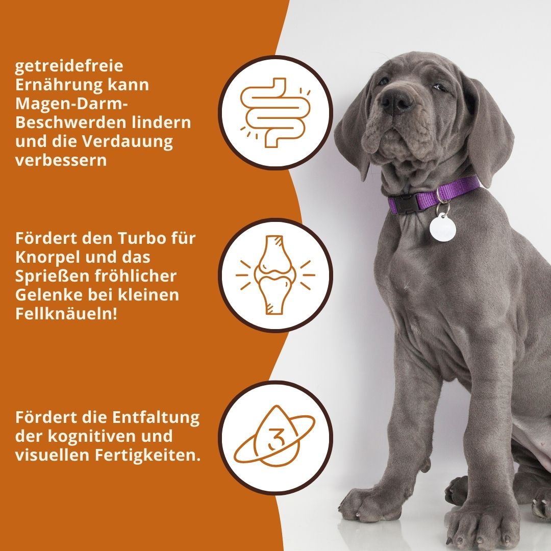 Junior Trockenfutter Sparpack 2 x 2 kg mit Lachs - getreidefrei - für Welpen-Hundefutter-Wildfang-