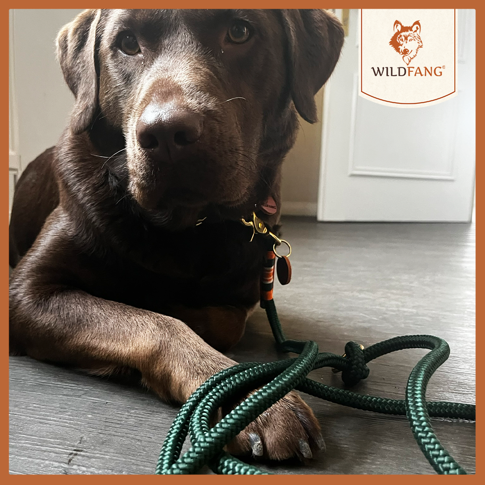 Hundeleine "Wandergeflüster"-Hundebedarf-Wildfang-