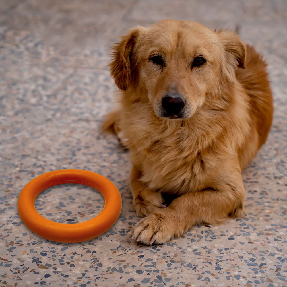 Kauspielzeug Kauring "Robin" - 100% Naturkautschuk-Hundespielzeug-Wildfang-