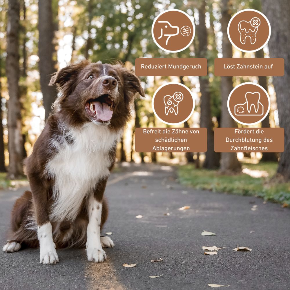 Olivenholz Kaustab-Hundespielzeug-Wildfang-