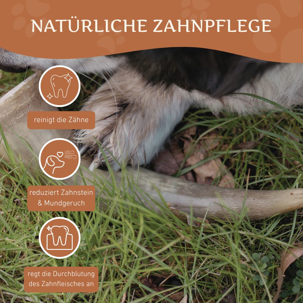 Rinderkauhorn - 3er Set-Hundespielzeug-Wildfang-