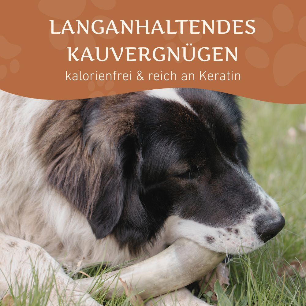 Rinderkauhorn - 3er Set-Hundespielzeug-Wildfang-