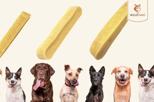 Update beim Hartkäse-Kaustab – Transparenz für dich & deinen Hund 🧀
