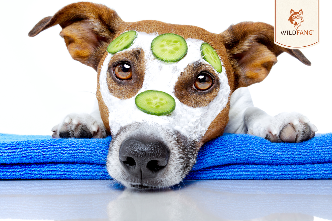 Gesundheit für Mensch und Hund