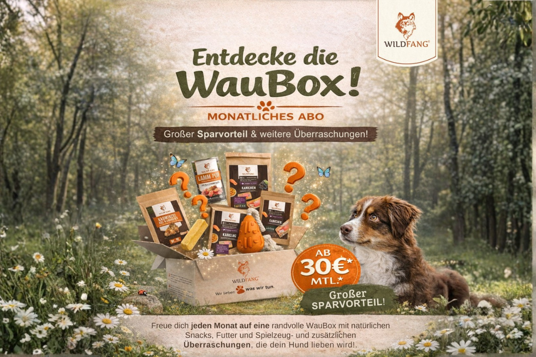 Entdecke die WauBox – Warum wir ein Abo entwickelt haben, das mehr ist als nur eine Überraschungsbox