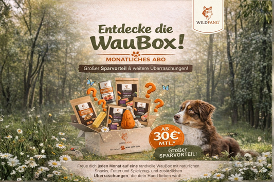 Entdecke die WauBox – Warum wir ein Abo entwickelt haben, das mehr ist als nur eine Überraschungsbox