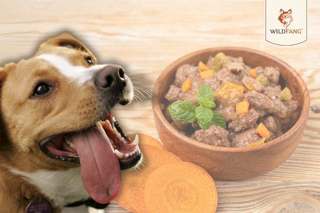 Woran erkenne ich gutes Nassfutter für Hunde?