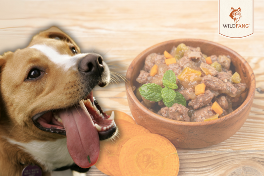 Woran erkenne ich gutes Nassfutter für Hunde?