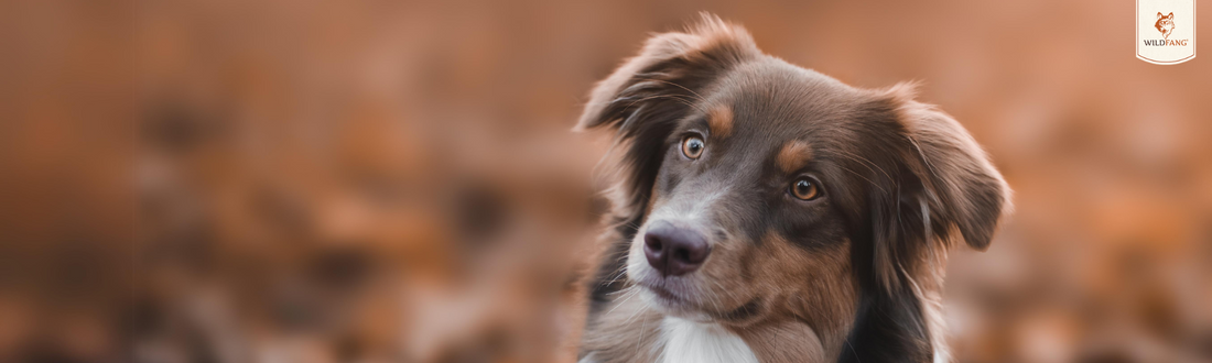 Wildfang Petcare GmbH unter Hagenow,