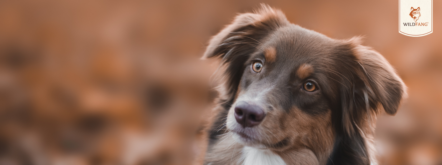 Wildfang Kauspielzeug und Premium Trockenfutter für Hunde und Welpen