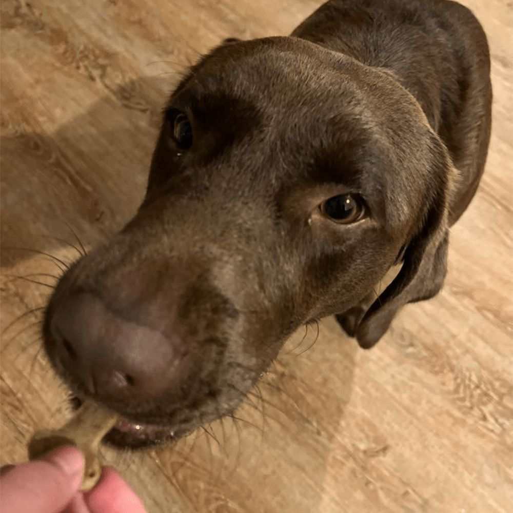 Backmatte - mit Rezeptkarten-Hundespielzeug-Wildfang-