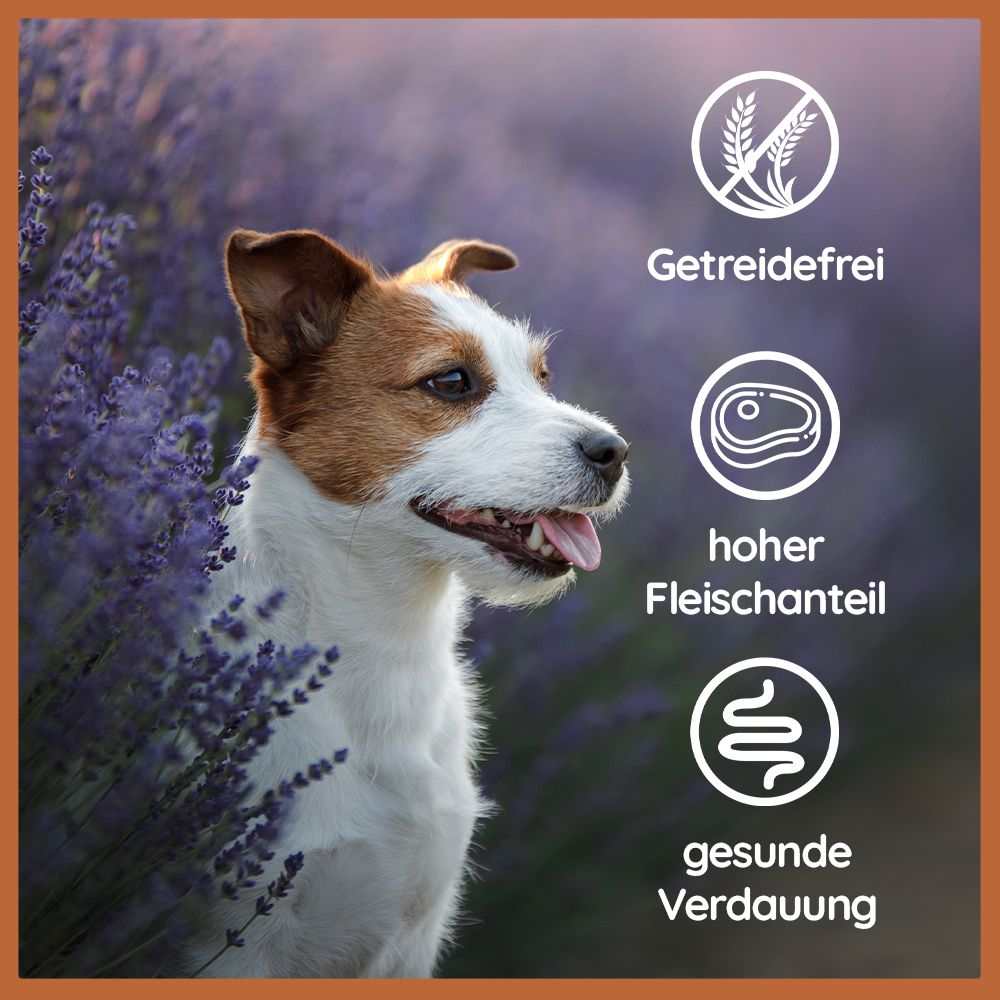 Futterpaket Huhn - getreidefreies Trocken- und Nassfutter-Hundefutter-Wildfang-