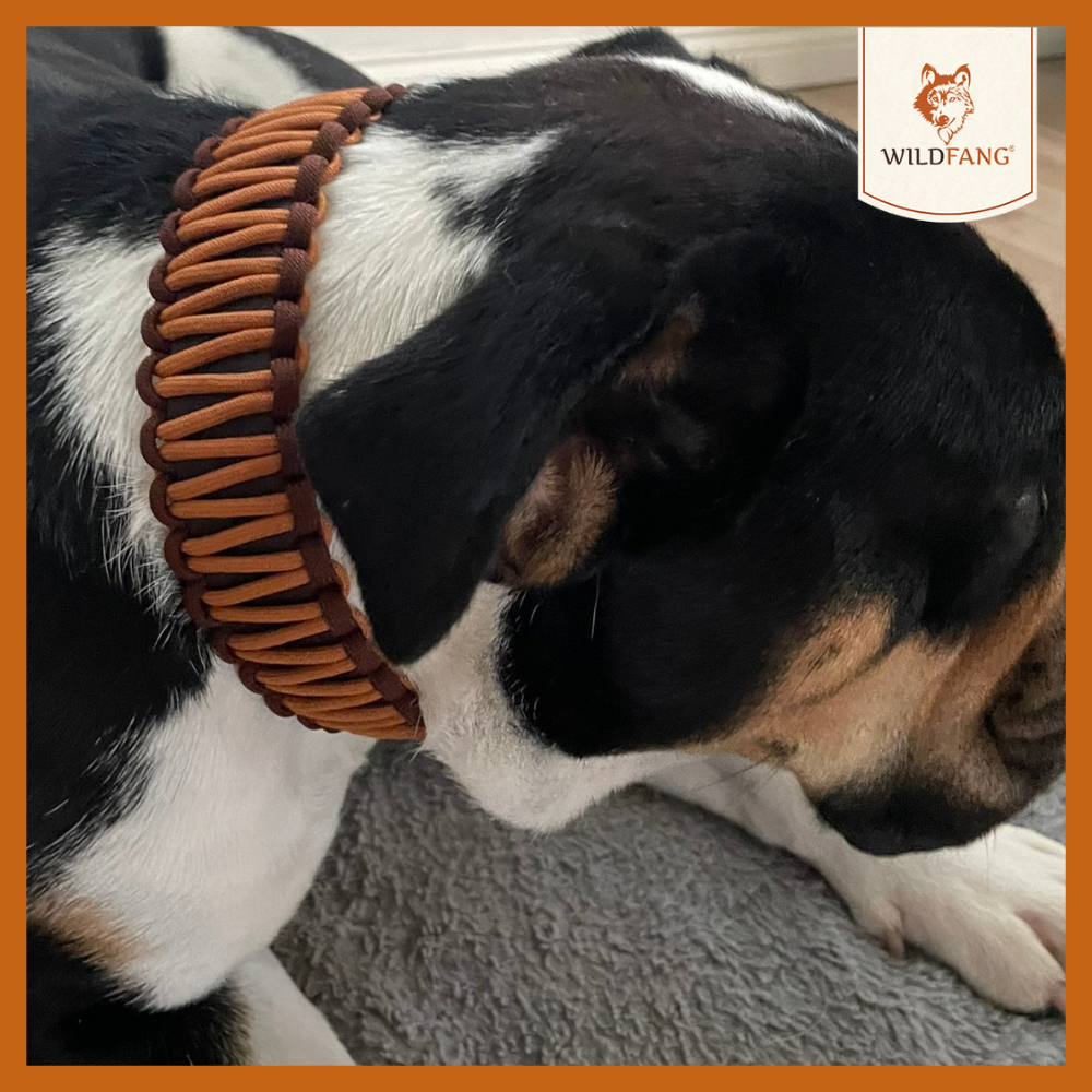 Hundehalsband "Naturgeflüster"-Hundespielzeug-Wildfang-