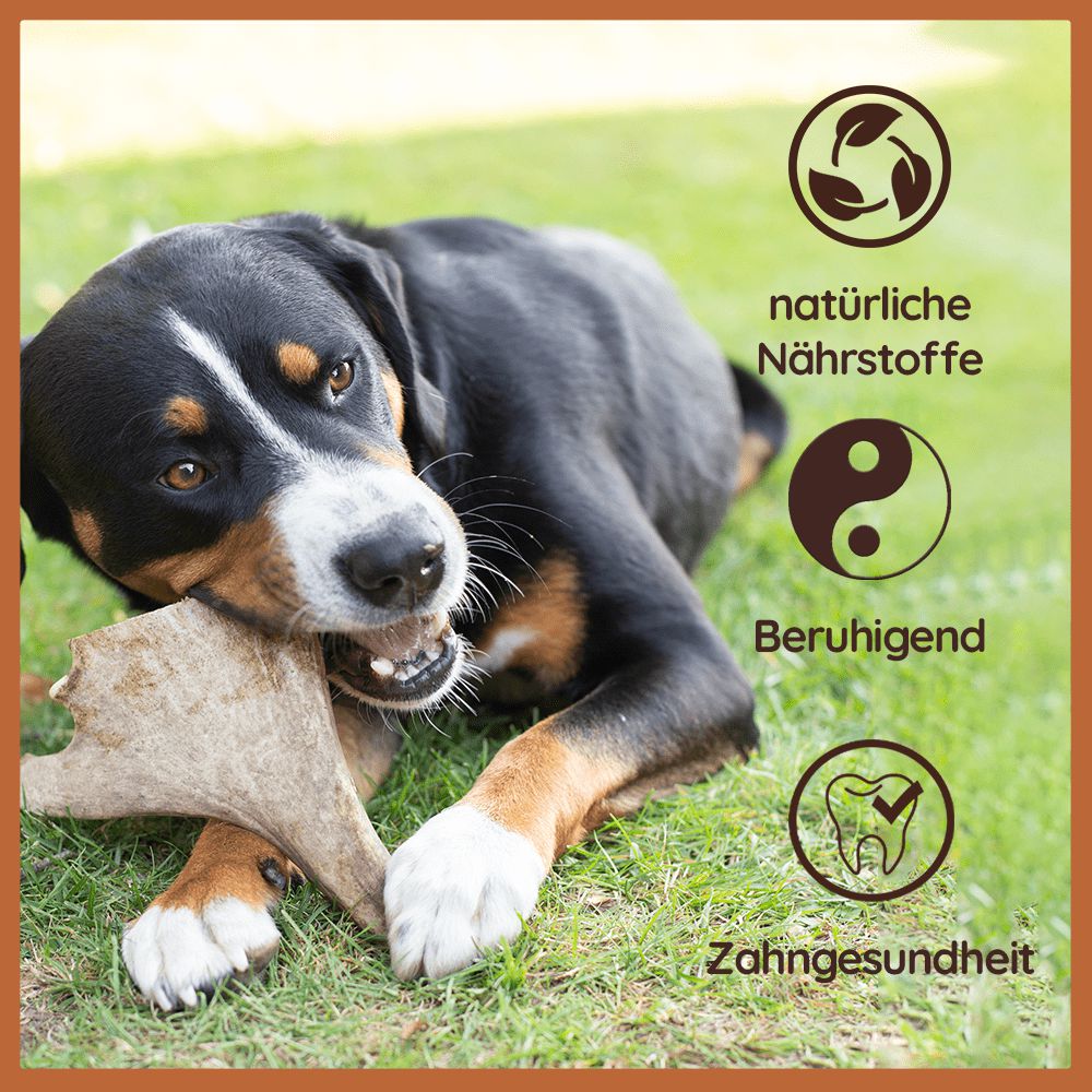 Kaugeweih Damhirsch - 3er Set-Hundebedarf-Wildfang-