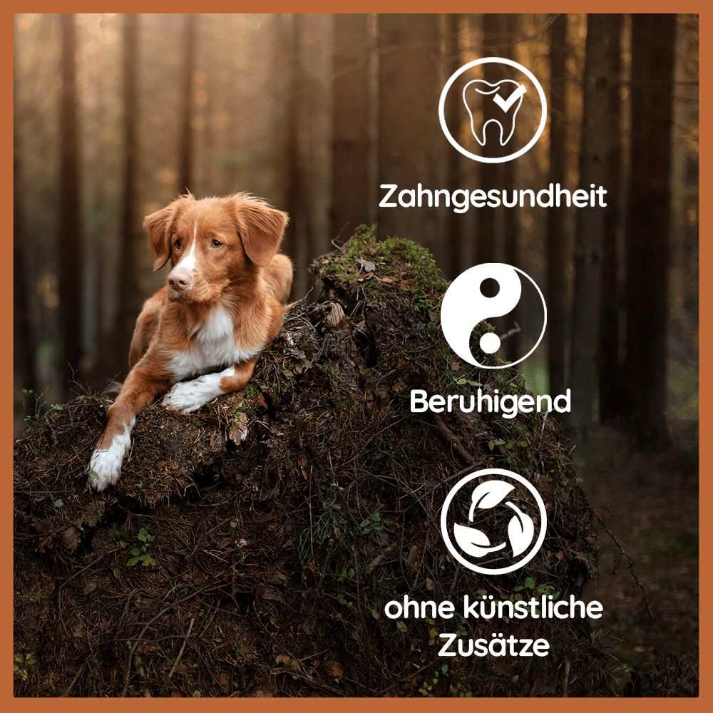 Kaffeeholz Kaustab - 3er Set-Hundespielzeug-Wildfang-