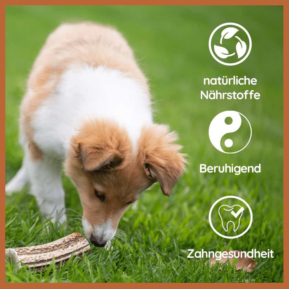 Rothirsch Kaugeweih - halbe Kaustange - 3er Set-Hundespielzeug-Wildfang-