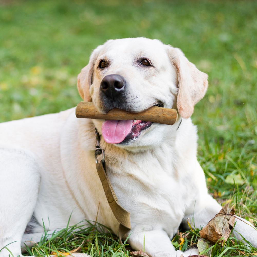Kaffeeholz Kaustab-Hundespielzeug-Wildfang-
