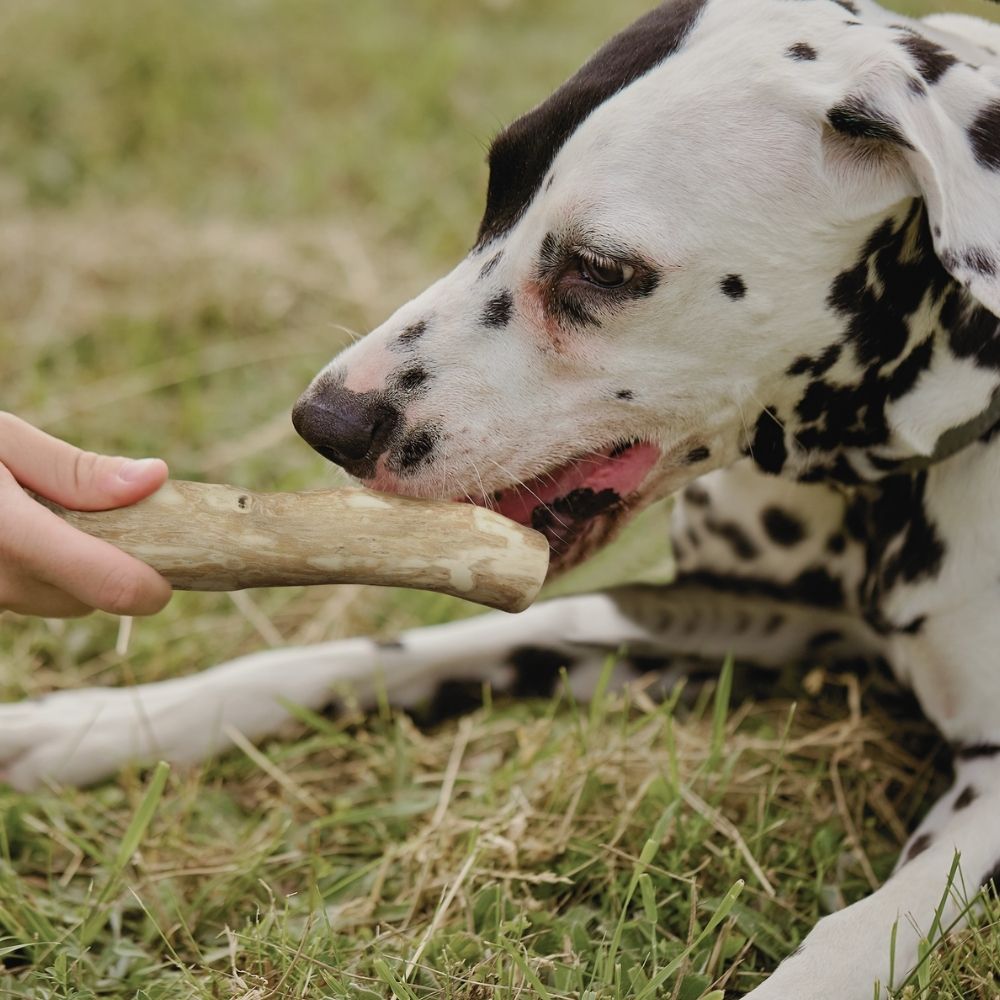 Kaffeeholz Kaustab mit Lachsöl-Hundespielzeug-Wildfang-