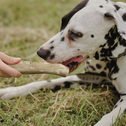 Kaffeeholz Kaustab mit Lachsöl-Hundespielzeug-Wildfang-