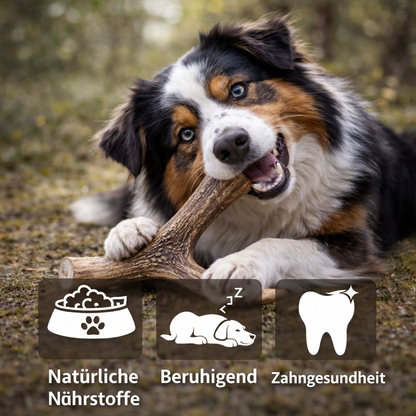 Kaugeweih Rothirsch mit Lachsöl - 3er Set-Hundespielzeug-Wildfang-