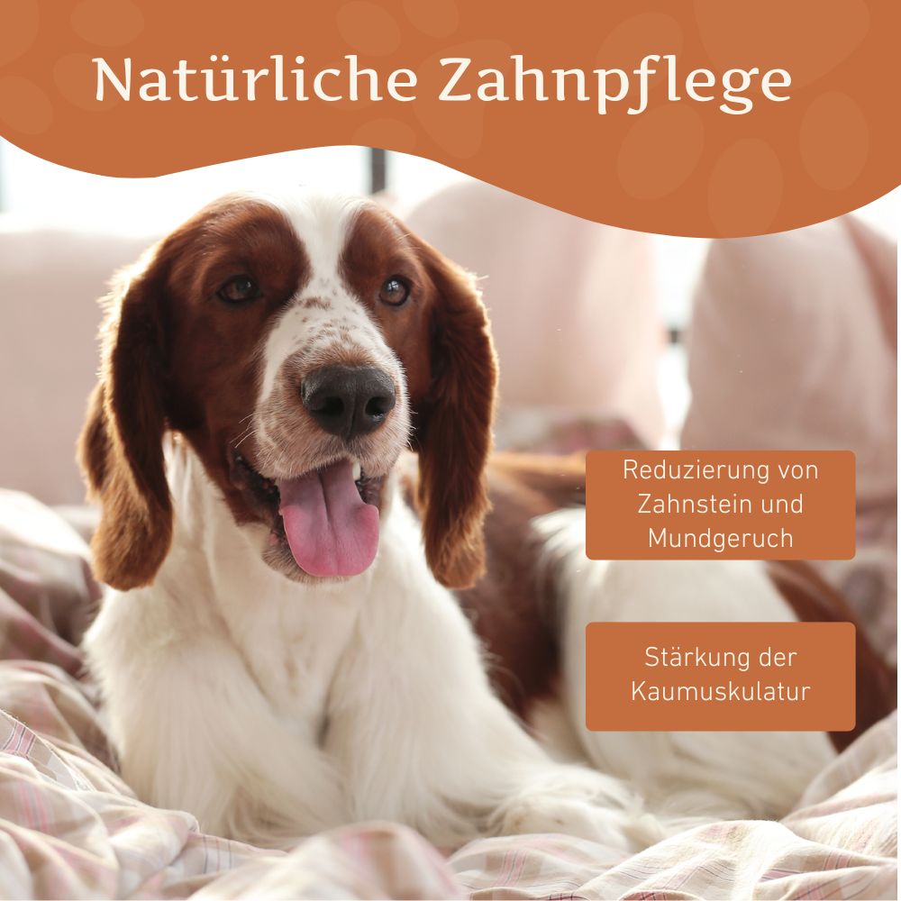 Kaukäse - Hartkäse Kaustab - 3er Set-Hundespielzeug-Wildfang-