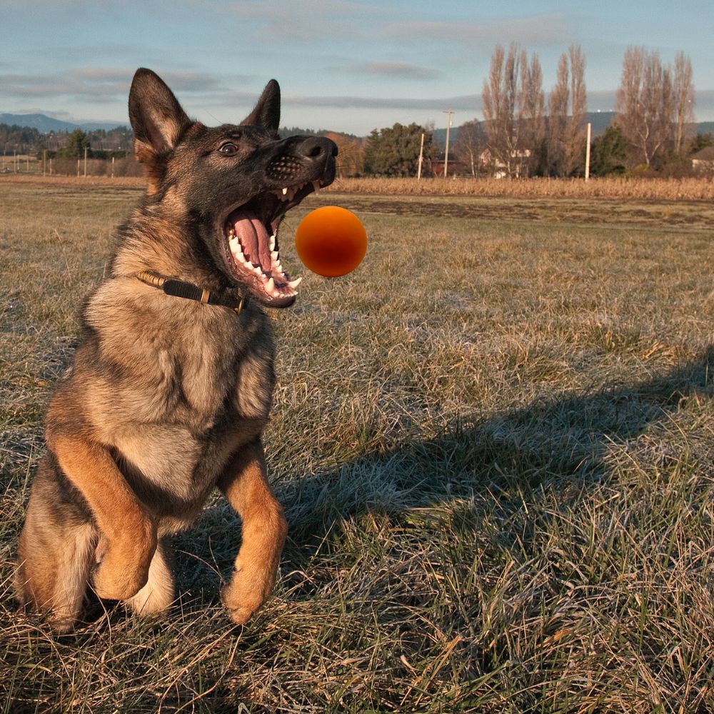 Kauspielzeug Flummiball "Fabius" - 100% Naturkautschuk-Hundespielzeug-Wildfang-