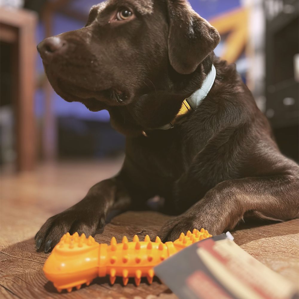 Kauspielzeug Quietschknochen "Kristoff" - 100% Naturkautschuk-Hundespielzeug-Wildfang-