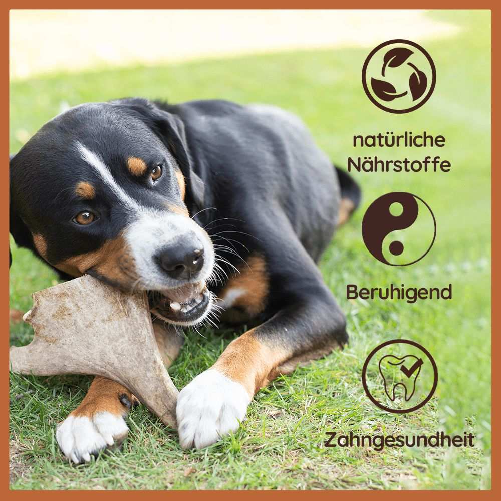 Kaugeweih Damhirsch-Hundespielzeug-Wildfang-