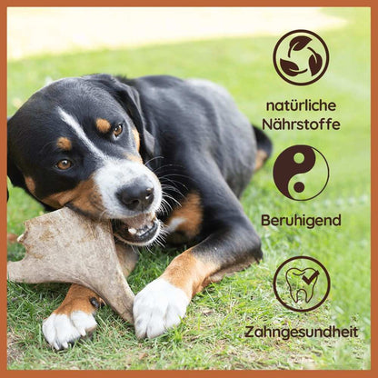 Kaustange vom Damhirsch-Hundespielzeug-Wildfang-