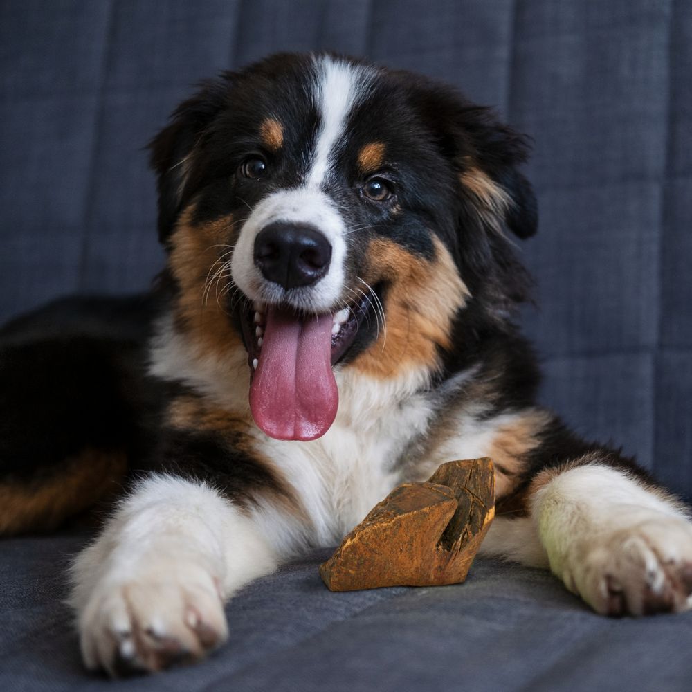 Kauwurzel aus Baumheide-Hundespielzeug-Wildfang-