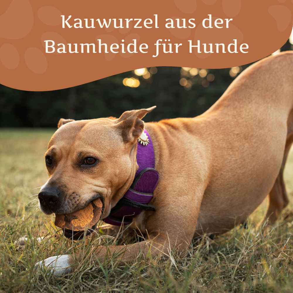 Kauwurzel aus Baumheide-Hundespielzeug-Wildfang-