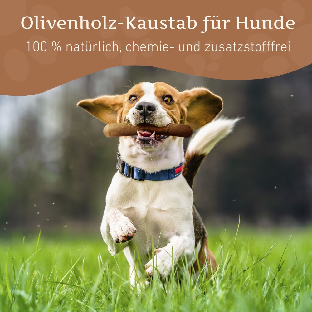 Olivenholz Kaustab-Hundespielzeug-Wildfang-