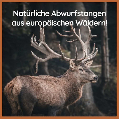 Paket "Lieblingsstücke"-Hundespielzeug-Wildfang-