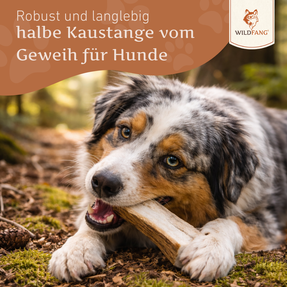 Rothirsch Kaugeweih - halbe Kaustange-Hundespielzeug-Wildfang-