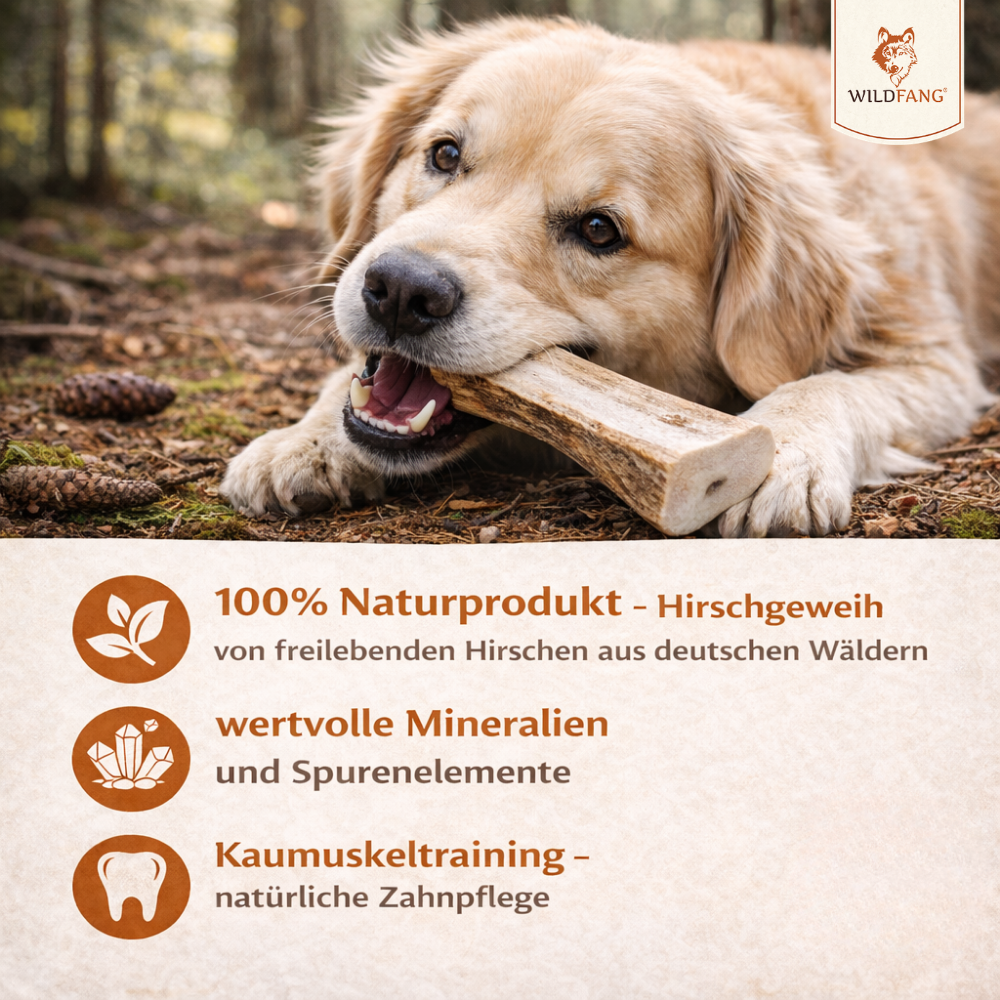 Rothirsch Kaugeweih - halbe Kaustange - 3er Set-Hundespielzeug-Wildfang-