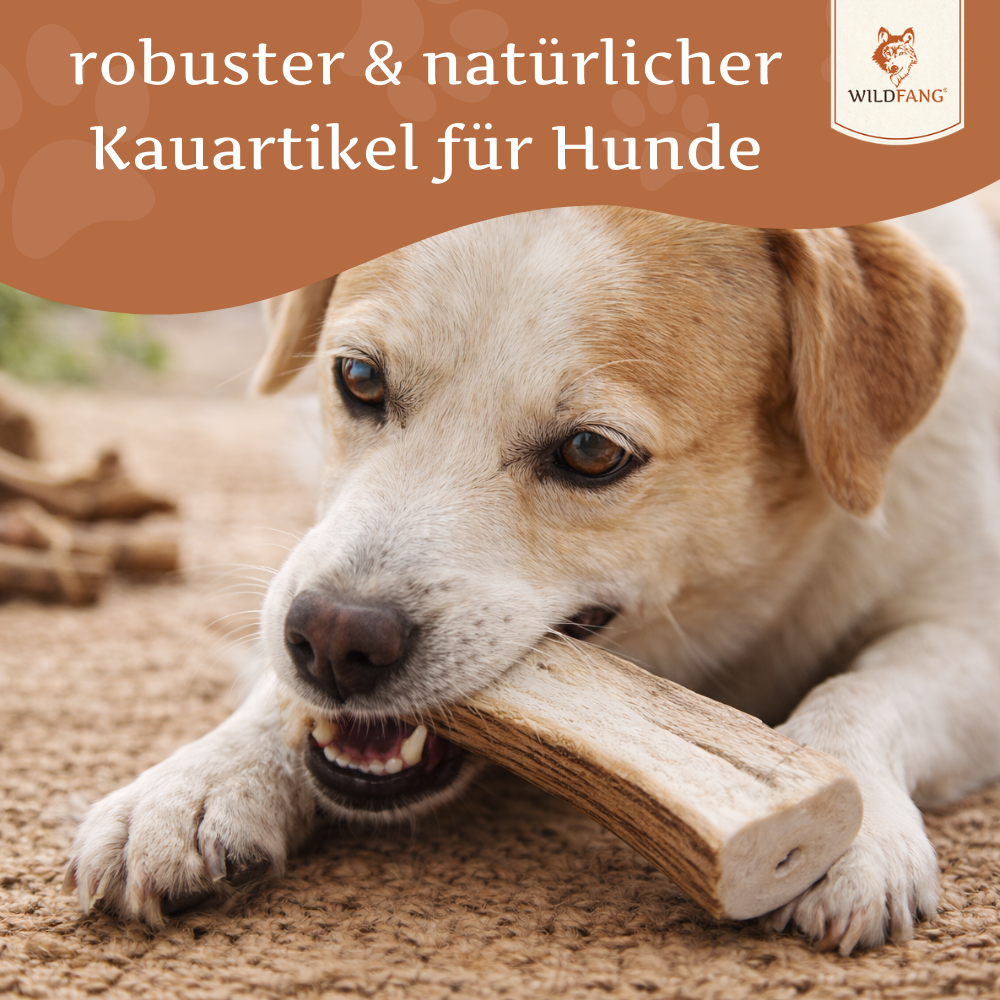 Rothirsch Kaugeweih - halbe Kaustange-Hundespielzeug-Wildfang-