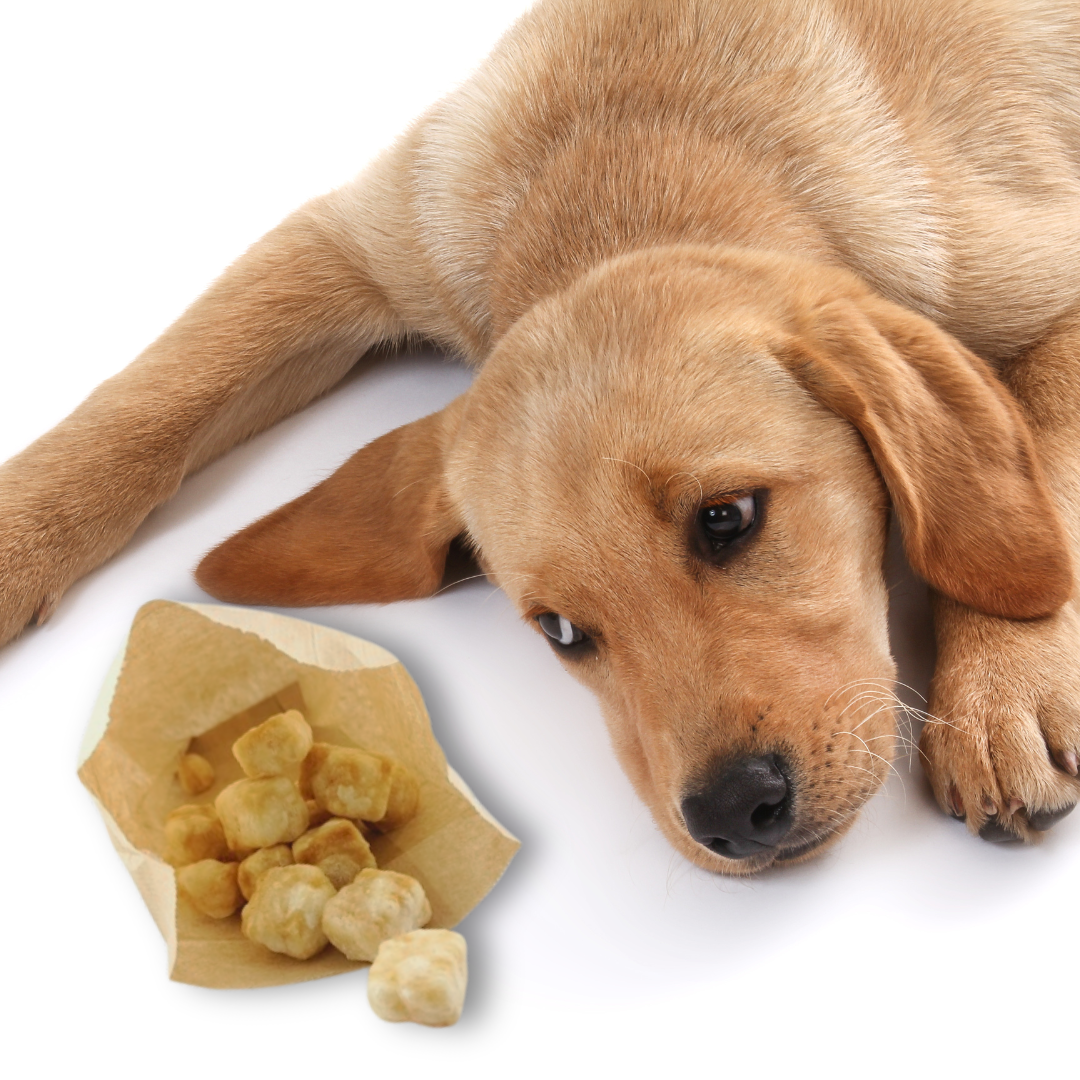 Dog Pops - Käse-Popcorn für Hunde-Hundefutter-Wildfang-