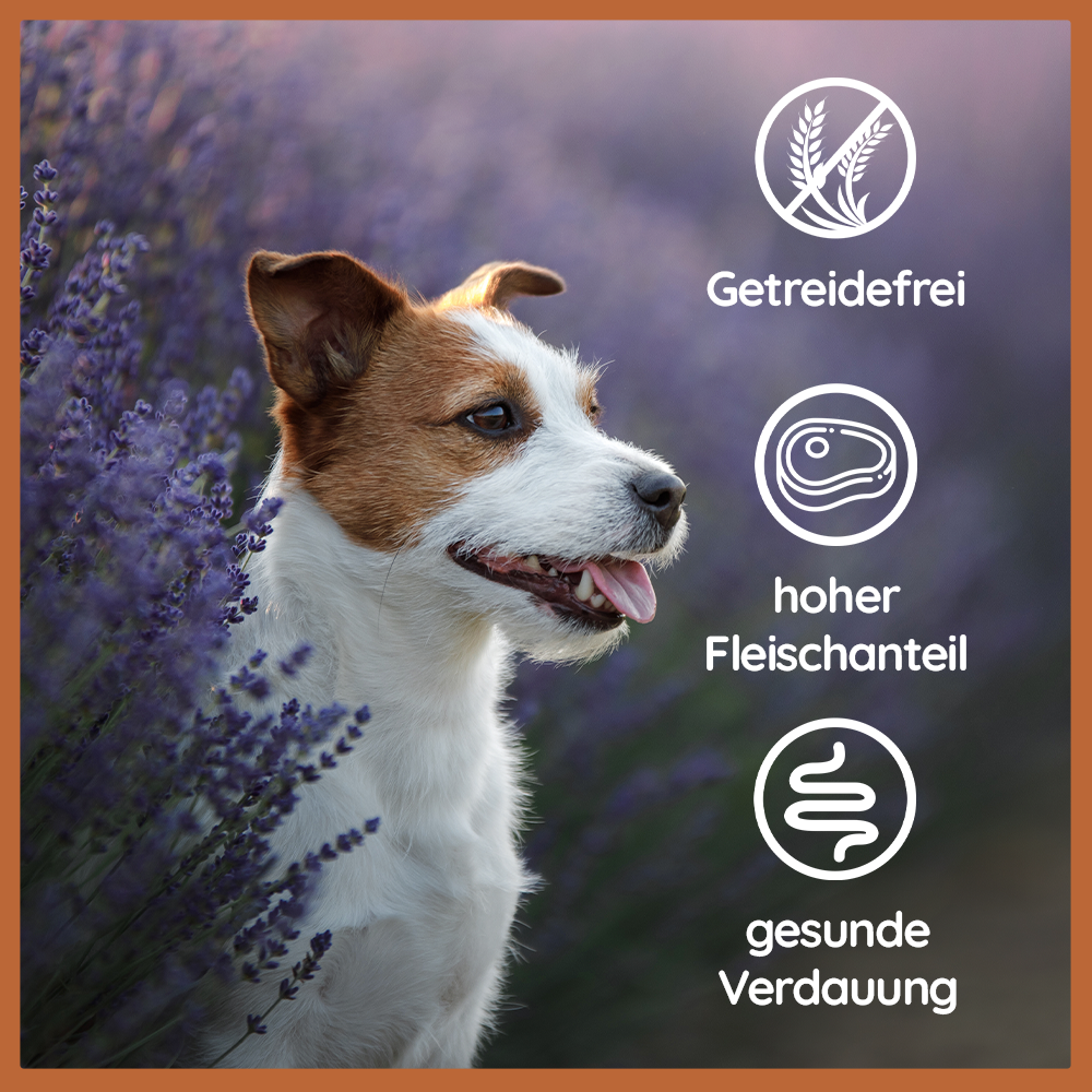 Nassfutter Mix 6 x 800g - BARF Qualität-Hundefutter-Wildfang-