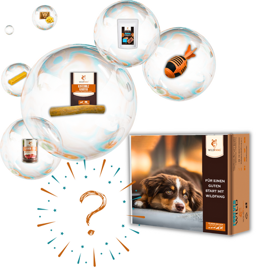 WauBox-Hundebedarf-Wildfang.pet-